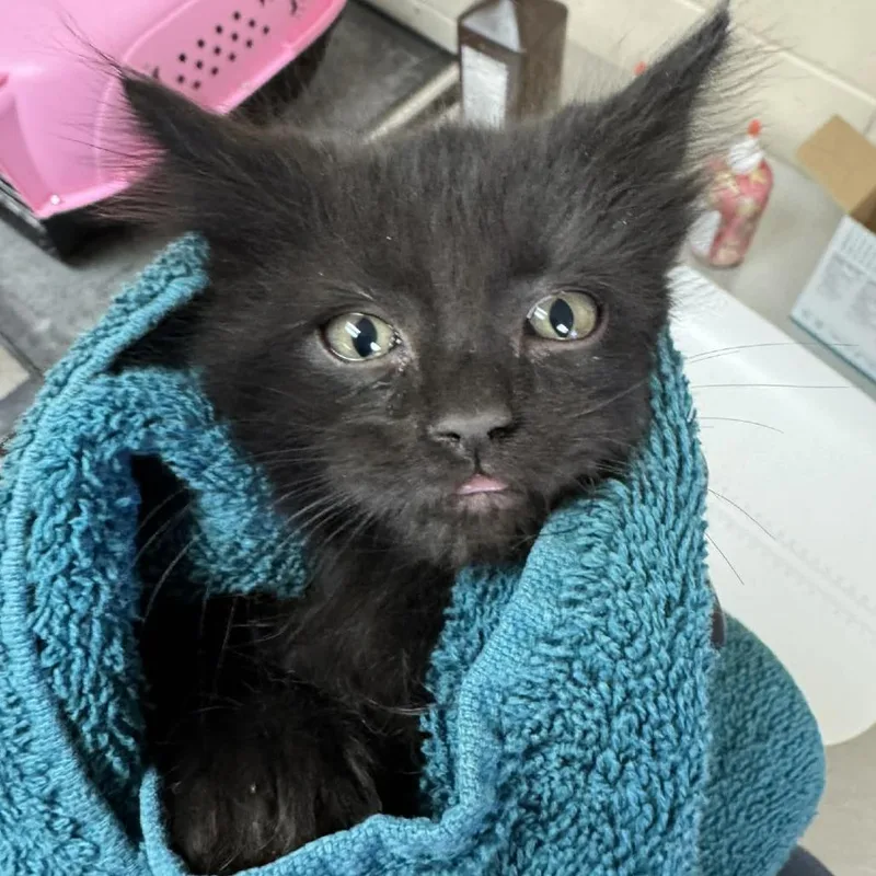 A baby small-sized male Black Domestic Medium Hair cat named Gibson for adoption in Reno, NV