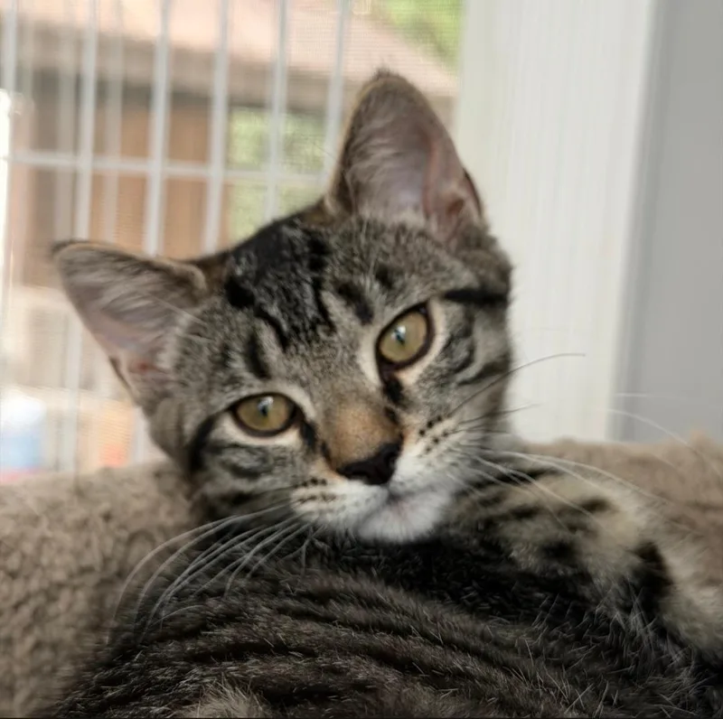 A baby medium-sized female Tabby (Brown / Chocolate) Domestic Short Hair cat named Lily for adoption in Clayton, NJ