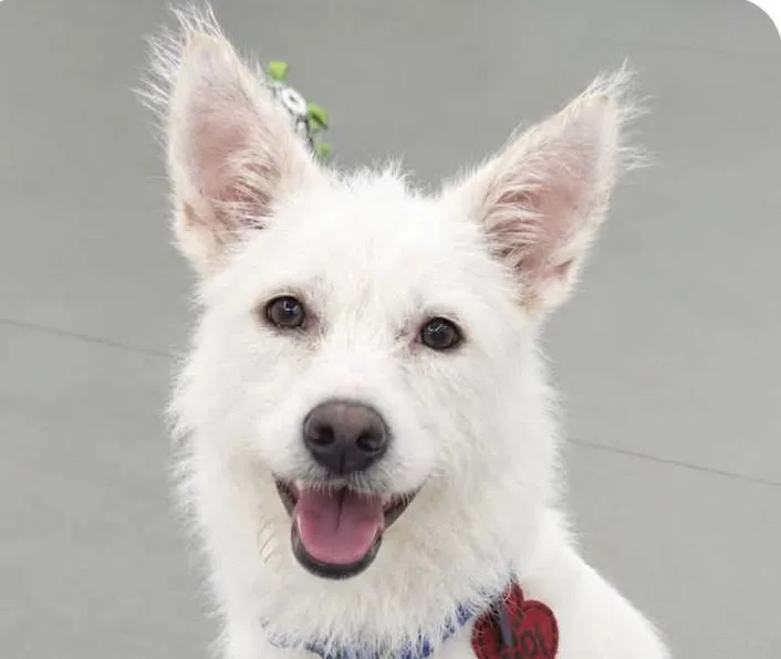 An adult medium-sized female Terrier dog named Seoli for adoption in San Ramon, CA