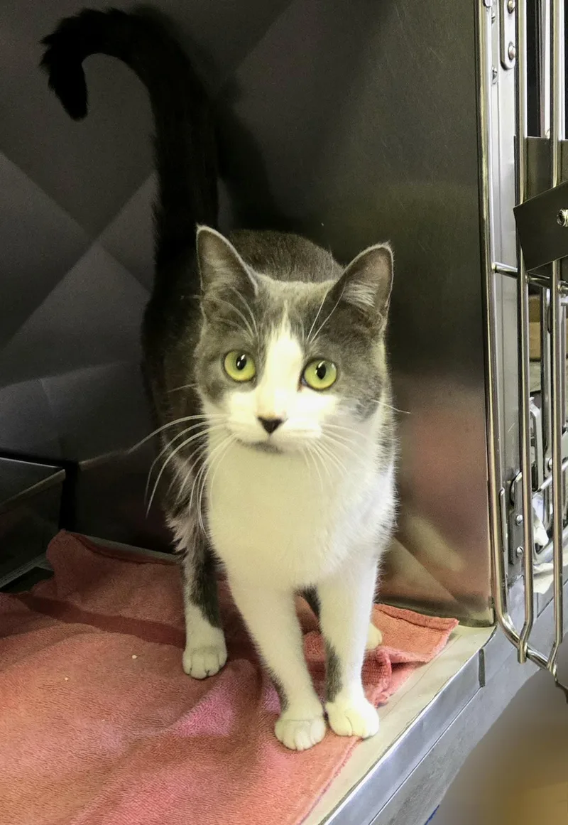 Seraphina thumbnail 2