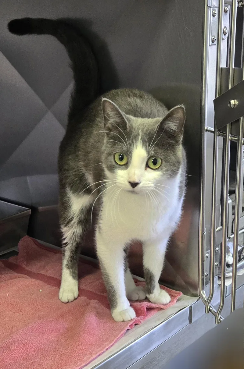 Seraphina thumbnail 3