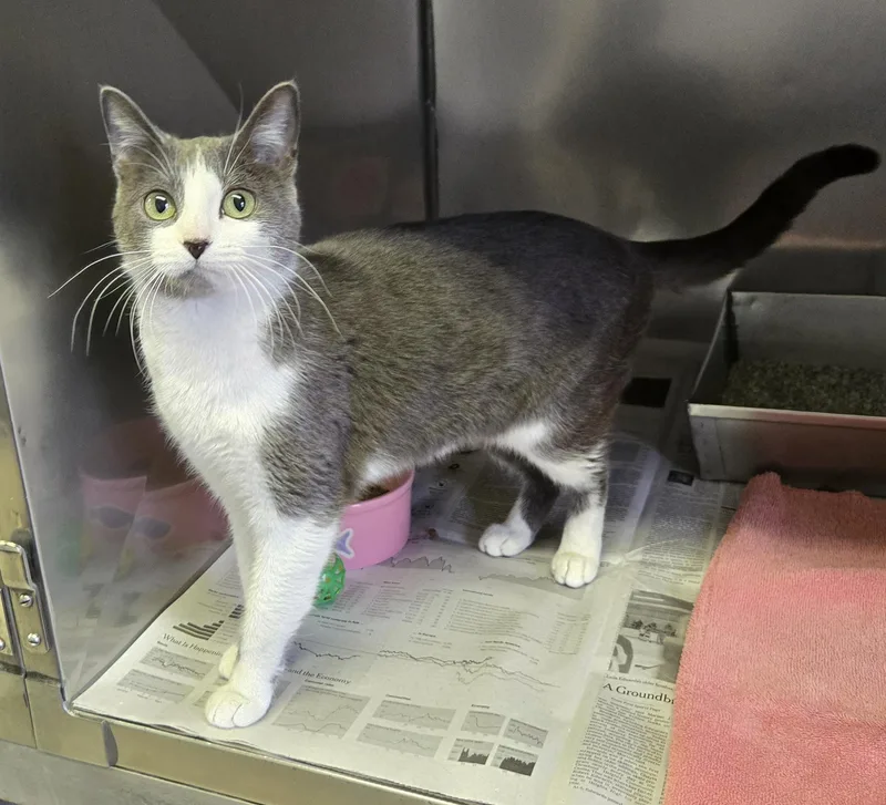 Seraphina thumbnail 4