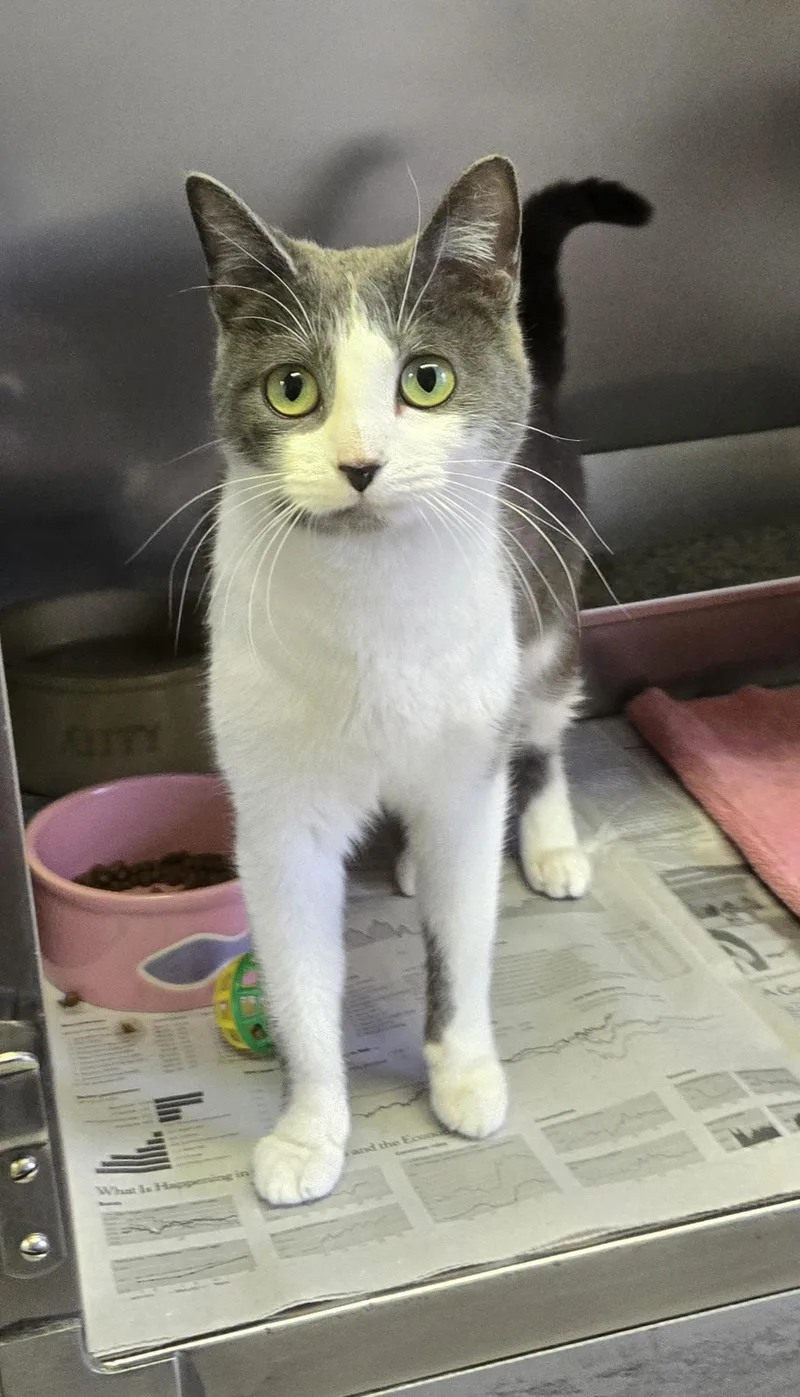 Seraphina thumbnail 5