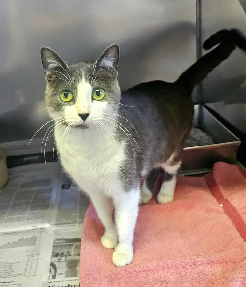 Seraphina thumbnail 6