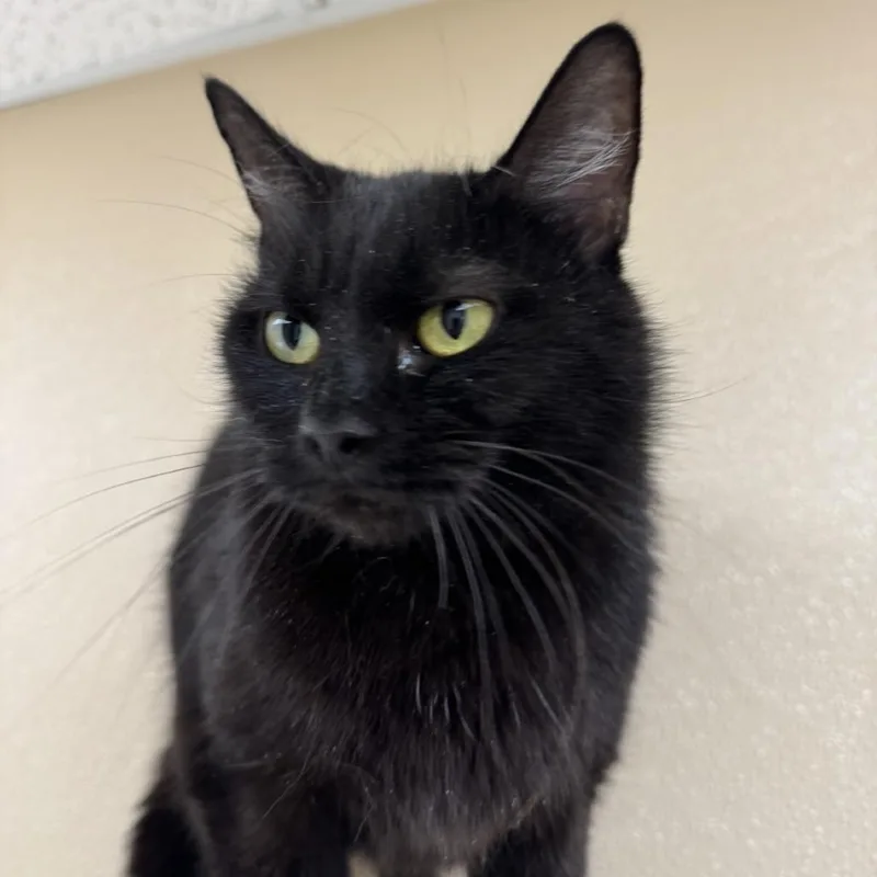 An adult medium-sized female Black Domestic Medium Hair cat named Willa for adoption in Mebane, NC