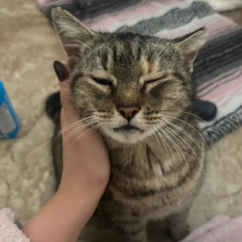 Sweet Pea thumbnail 2