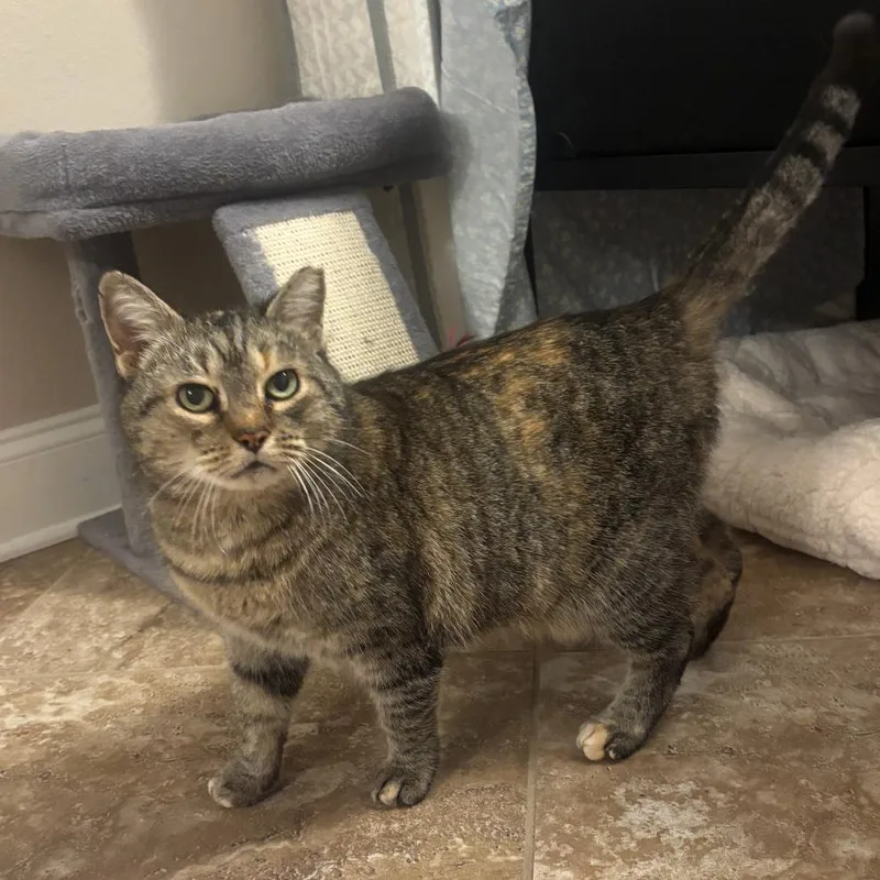 Sweet Pea thumbnail 3