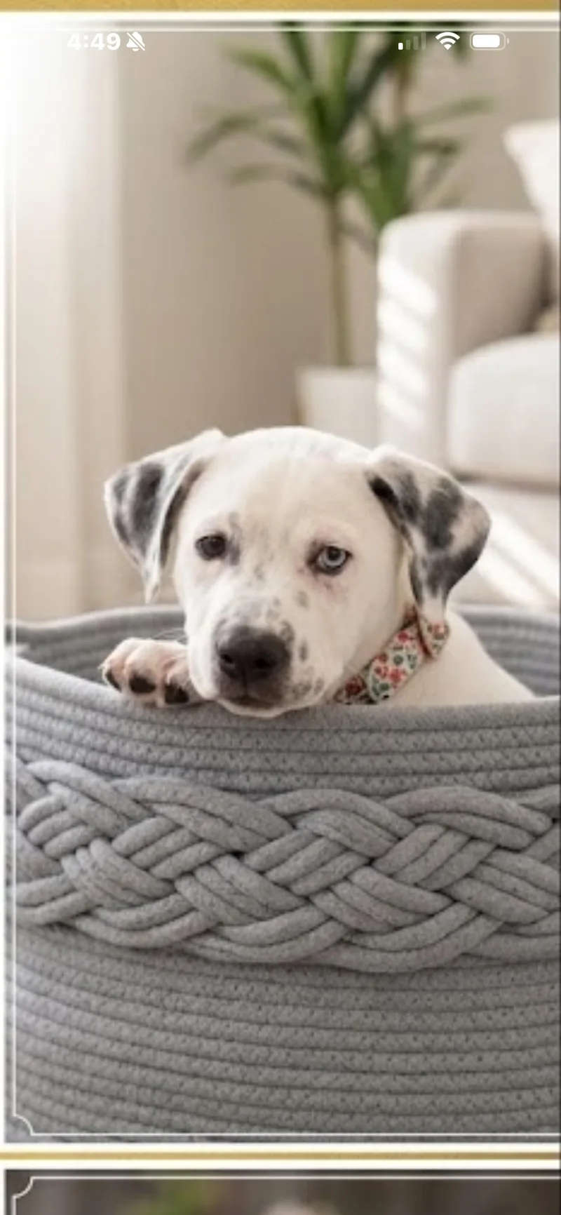 A baby medium-sized male Pointer dog named Jack for adoption in Royal Palm Beach, FL