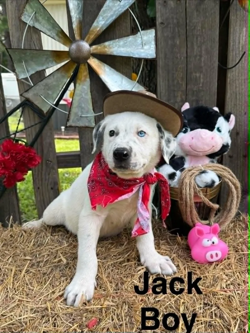 Jack thumbnail 2