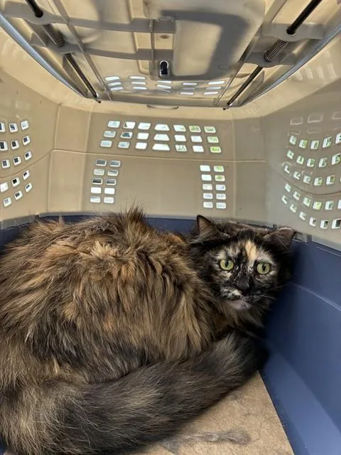 An adult large-sized female Domestic Long Hair cat named Ivy for adoption in Miami, FL