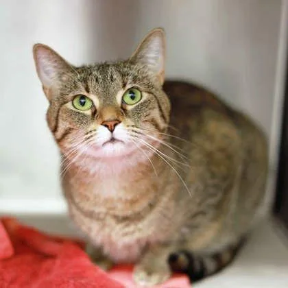 An adult small-sized female Brown / Chocolate Domestic Short Hair cat named Cherry for adoption in Atlanta, GA