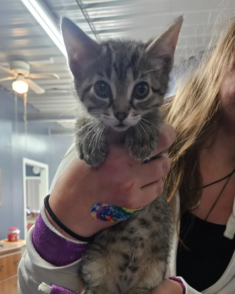 A baby small-sized female Tabby cat named Skylar for adoption in Virginia, MN