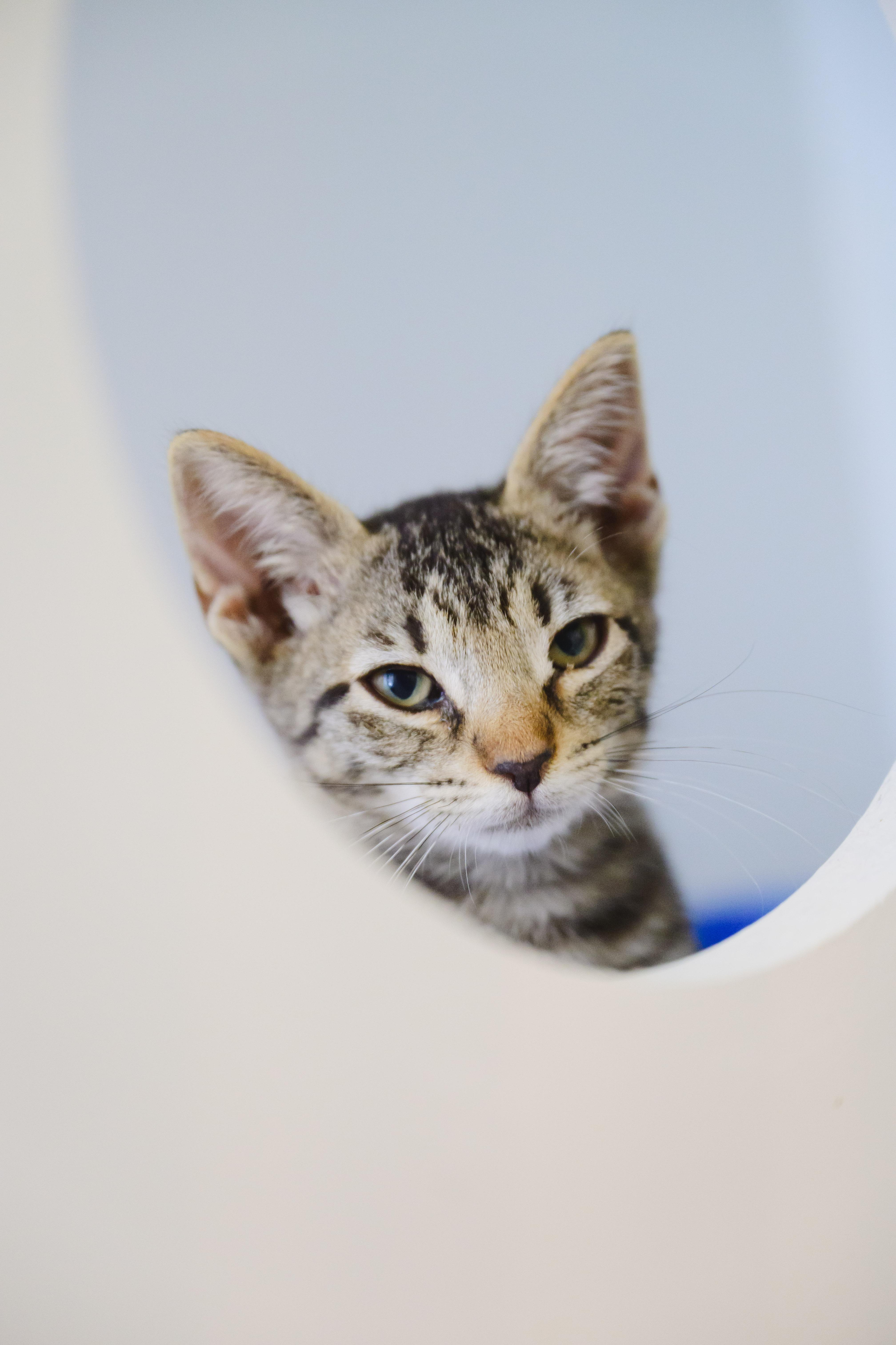 A baby small-sized male Domestic Short Hair cat named Toad for adoption in Honolulu, HI