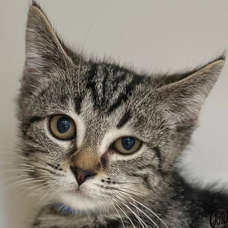 A baby medium-sized male Tabby (Brown / Chocolate) Domestic Short Hair cat named Buddy for adoption in Victor, NY