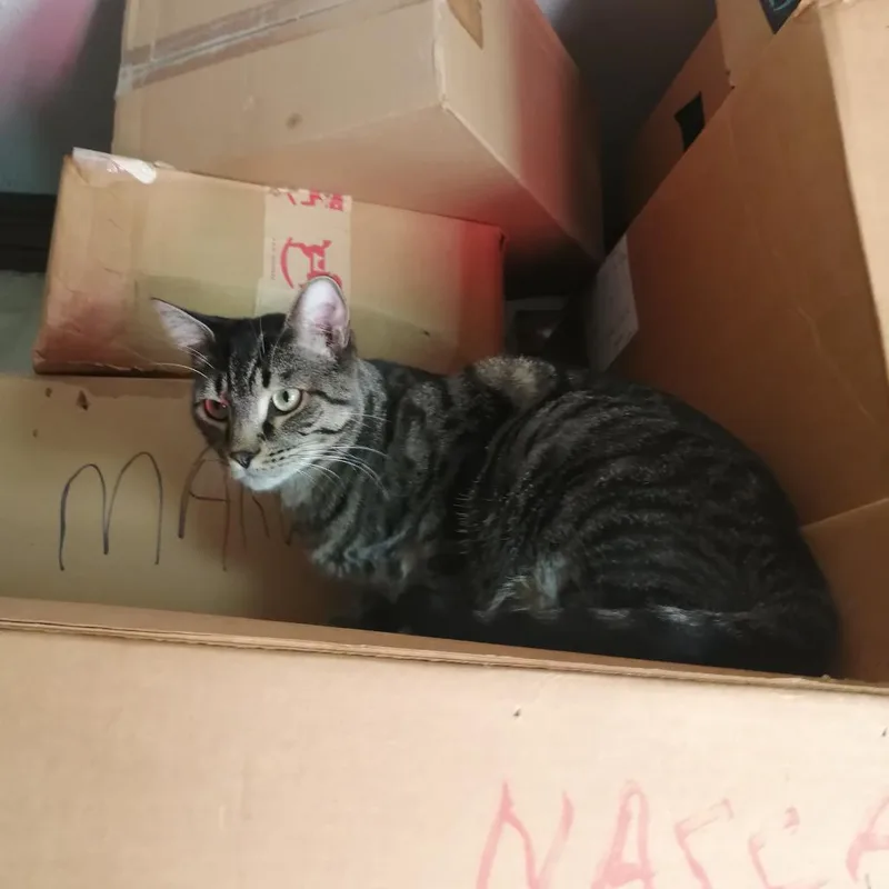 Casper Bonded with