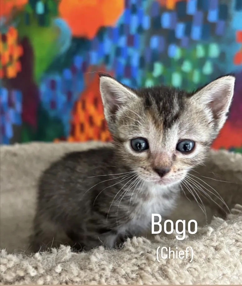 Bogo