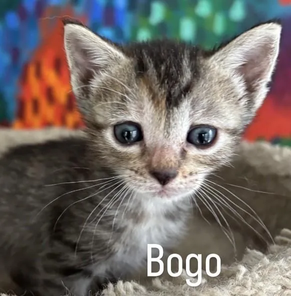 Bogo thumbnail 2