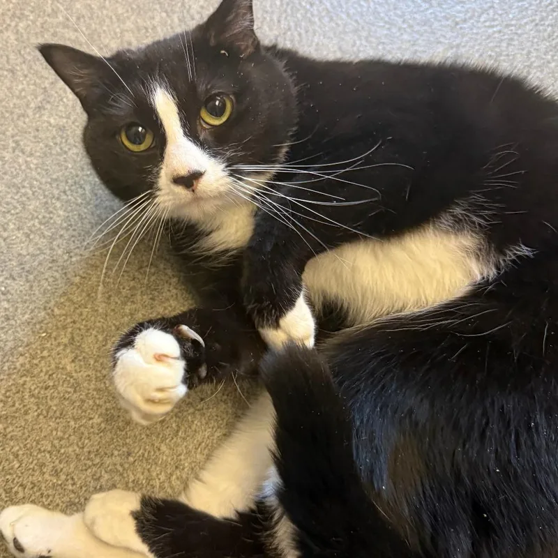 An adult medium-sized female Black Domestic Short Hair cat named Phoebe for adoption in Concord, NH