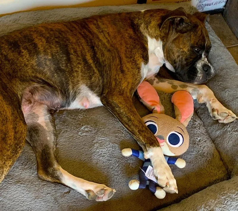 Rocky Xii thumbnail 2