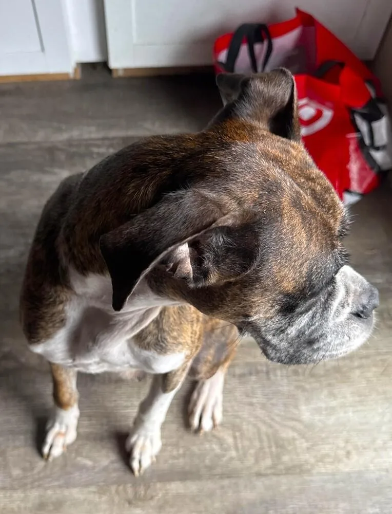 Rocky Xii thumbnail 3