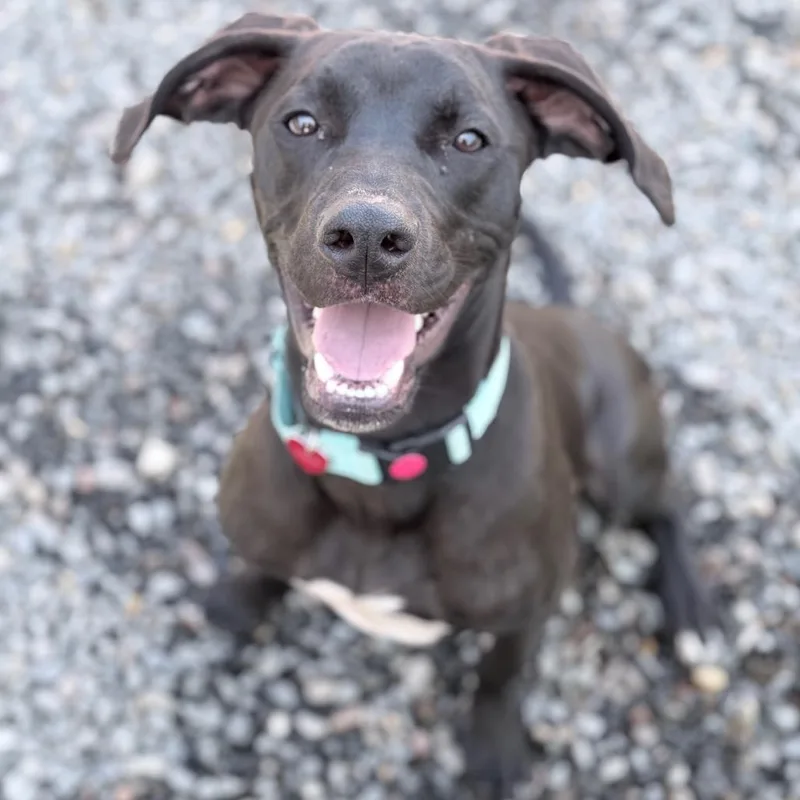 A young medium-sized male Black Mixed Breed dog named Diesel for adoption in Medford, OR