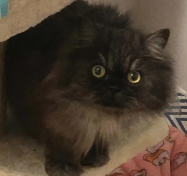 An adult small-sized female Black Persian cat named Miss Bella for adoption in Kenosha, WI