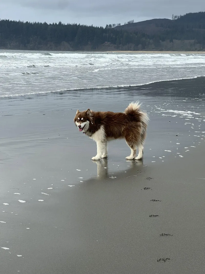 An adult large-sized female Alaskan Malamute dog named Iris for adoption in Seattle, WA