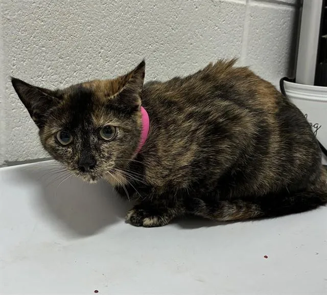 A baby small-sized female Domestic Medium Hair cat named Dolly for adoption in Upper Marlboro, MD