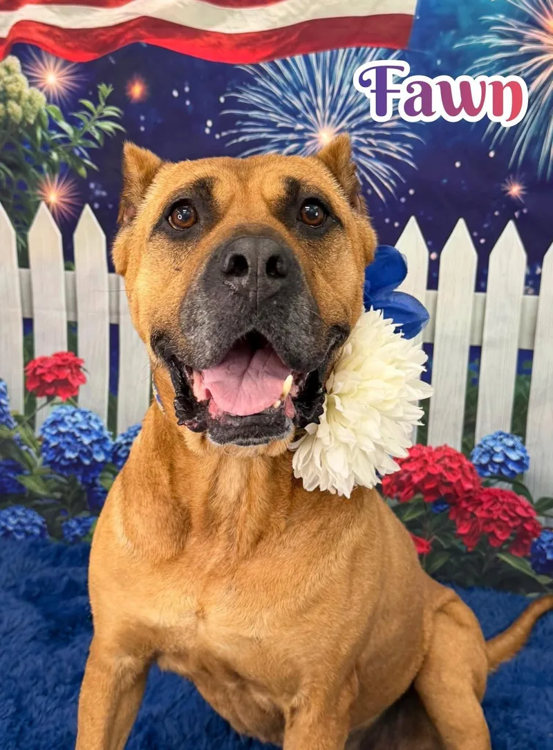 An adult large-sized male Yellow / Tan / Blond / Fawn Mixed Breed dog named Fawn for adoption in Flint, MI