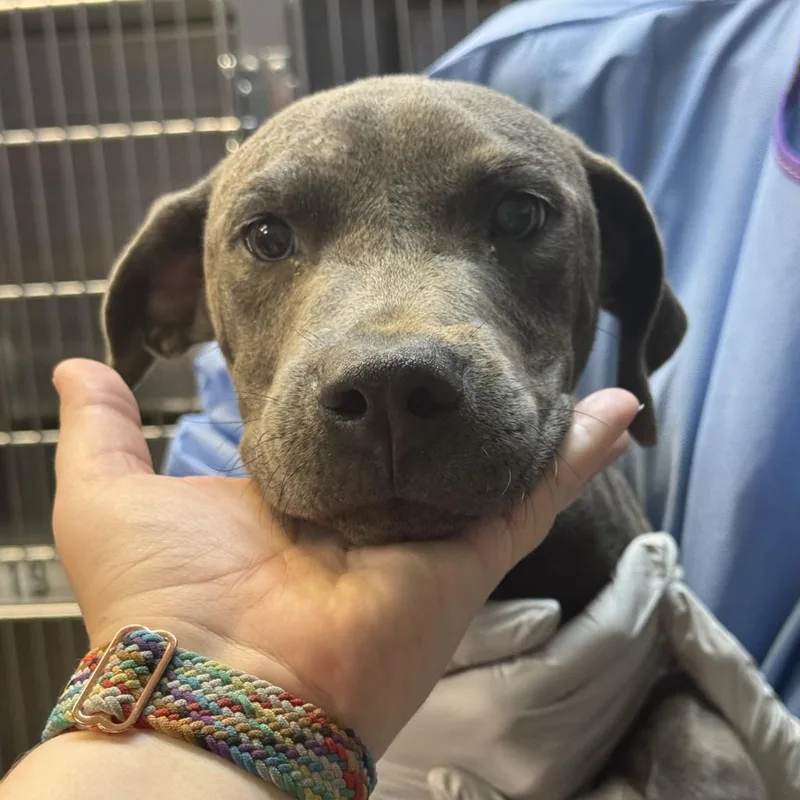 An adult medium-sized male Gray / Blue / Silver English Bulldog dog named Jacob for adoption in Montgomery, AL
