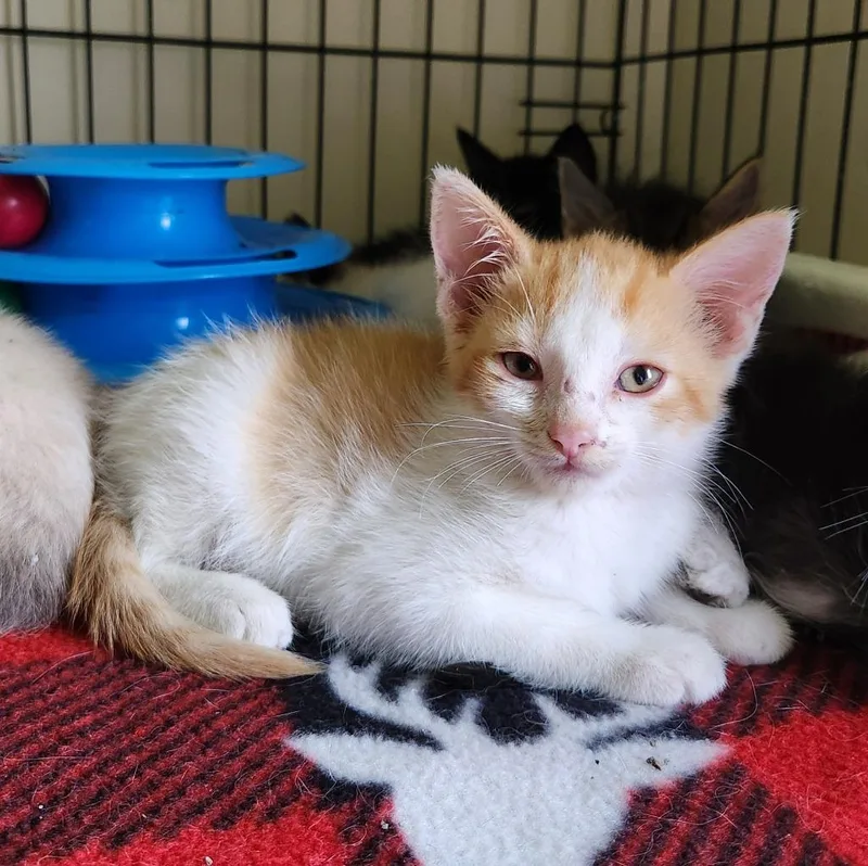 A baby medium-sized male Domestic Medium Hair cat named Kurt for adoption in Brainardsville, NY