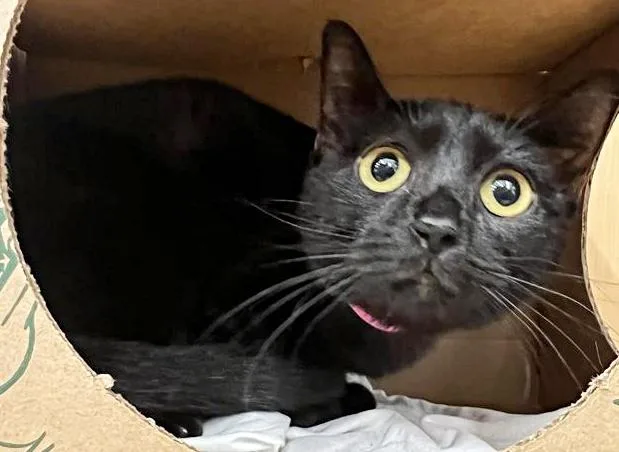 A young medium-sized female Domestic Short Hair cat named Petunia for adoption in Saint Louis, MO