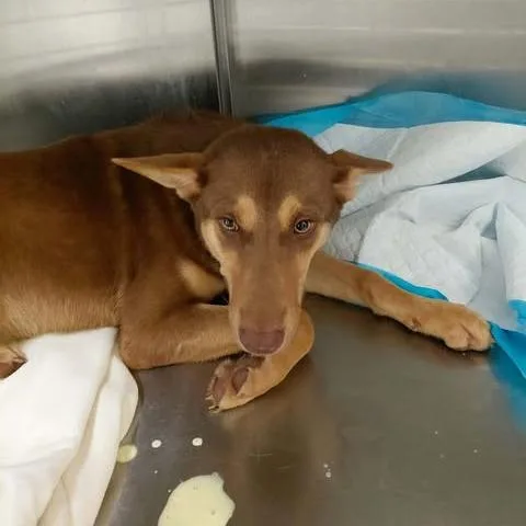 A young medium-sized female Shepherd dog named Libby for adoption in Bastrop, TX