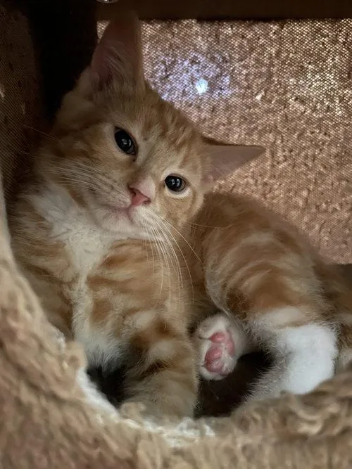 A baby medium-sized male Domestic Short Hair cat named Porschio ORT for adoption in Missouri City, TX
