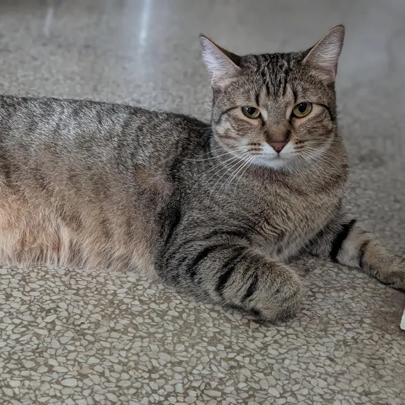 An adult medium-sized male Tabby (Brown / Chocolate) Domestic Short Hair cat named Bowie for adoption in Houston, TX