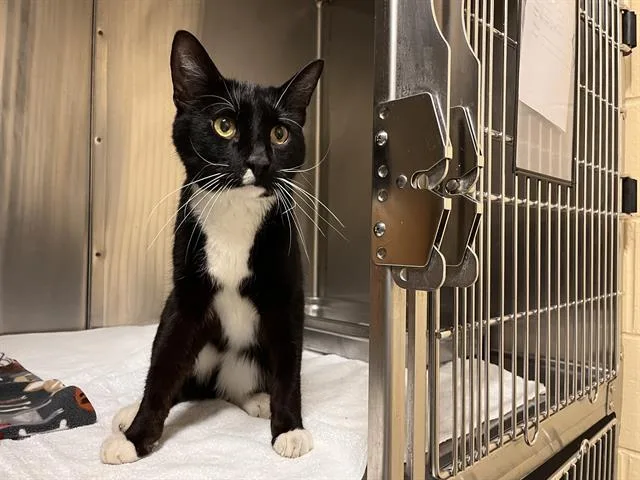 A senior medium-sized male Domestic Short Hair cat named Velo for adoption in Boston, MA