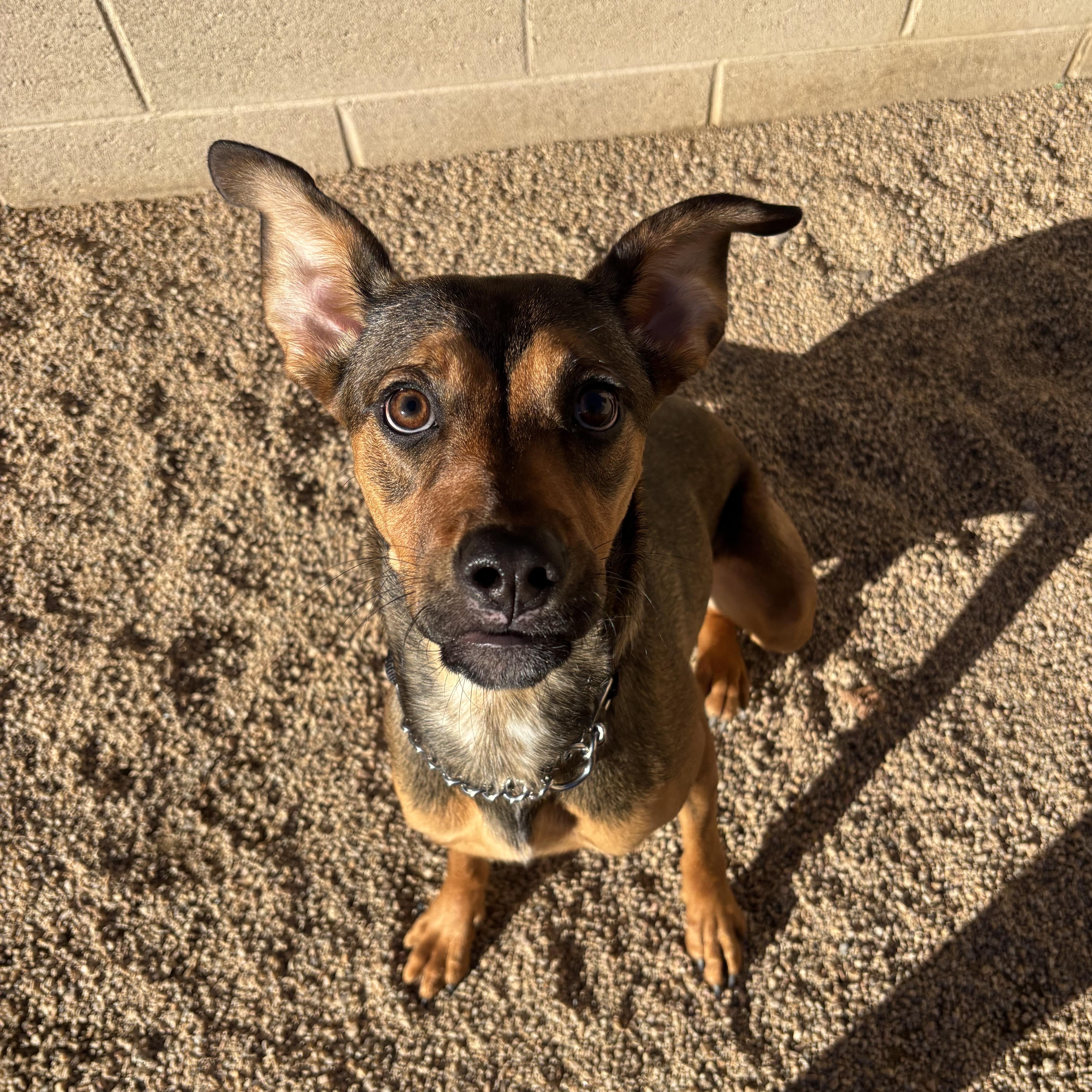 A young medium-sized female German Shepherd Dog named Mocha for adoption in Phoenix, AZ