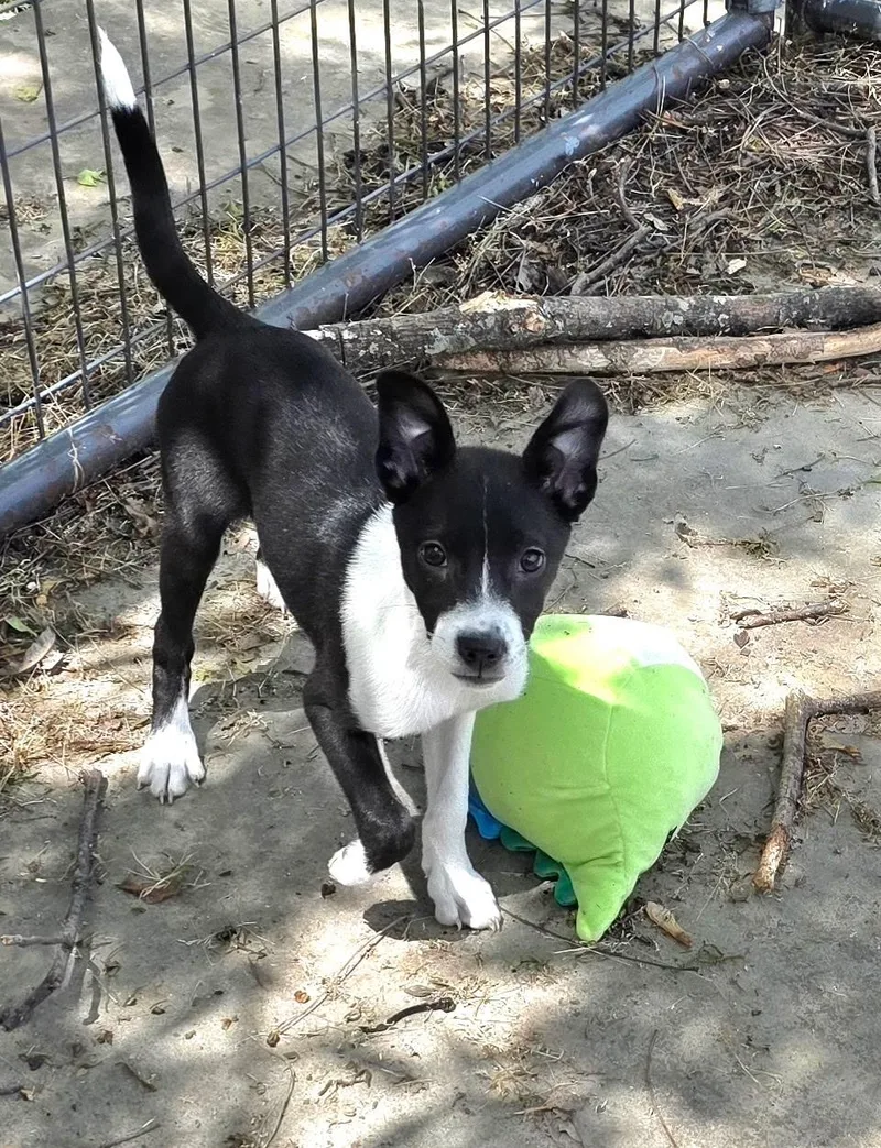A baby medium-sized female Black Rat Terrier dog named Rose Petal for adoption in Watertown, CT