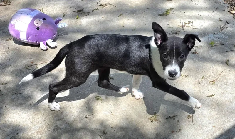 Rose Petal thumbnail 2