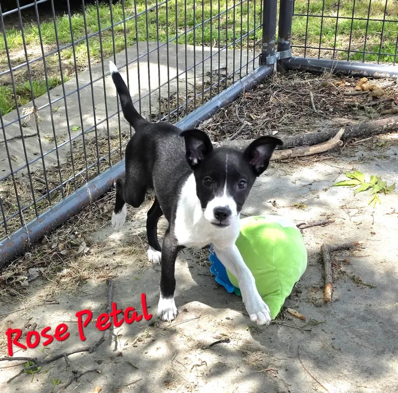 Rose Petal thumbnail 3