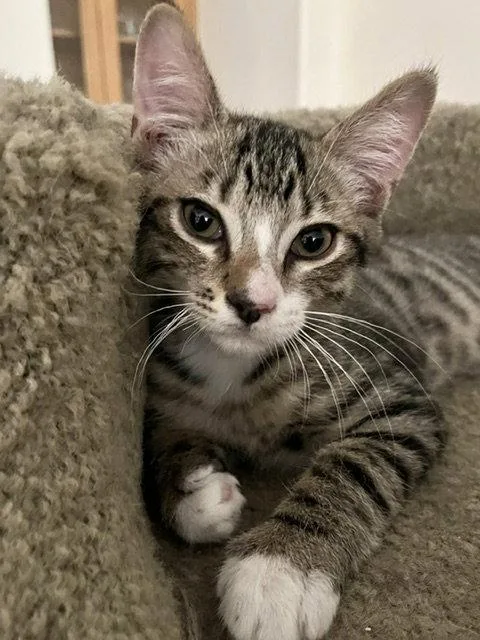 A baby medium-sized male Domestic Short Hair cat named Loki for adoption in Antioch, CA