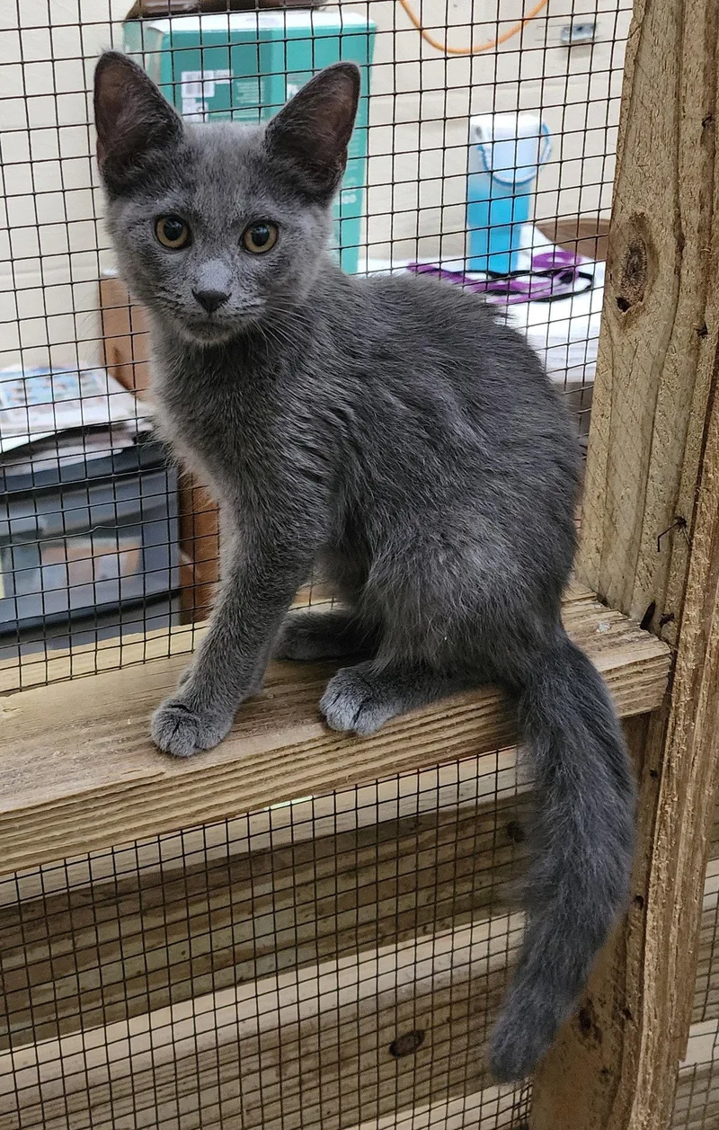 A baby medium-sized male Gray / Blue / Silver Domestic Short Hair cat named Nimbus for adoption in Wetumpka, AL