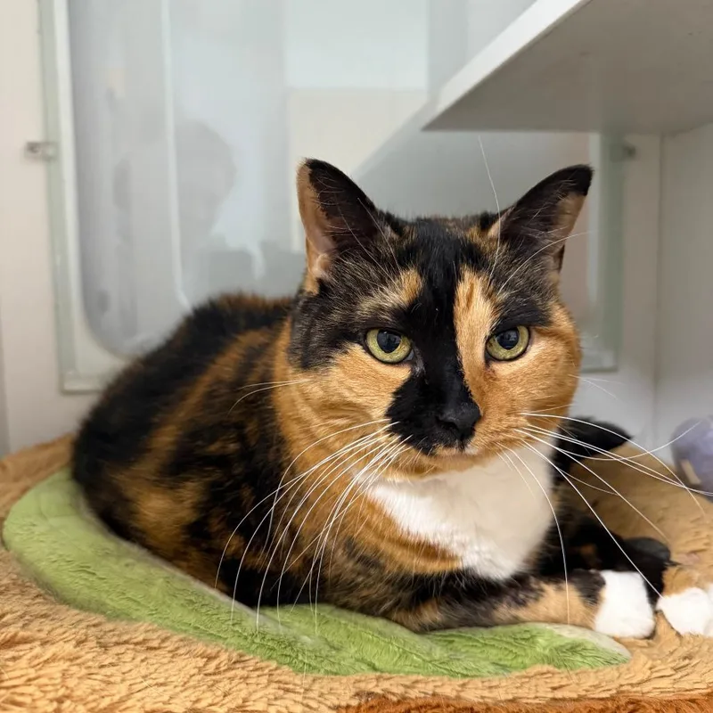 A senior small-sized female Calico Domestic Short Hair cat named Amber for adoption in Branford, CT