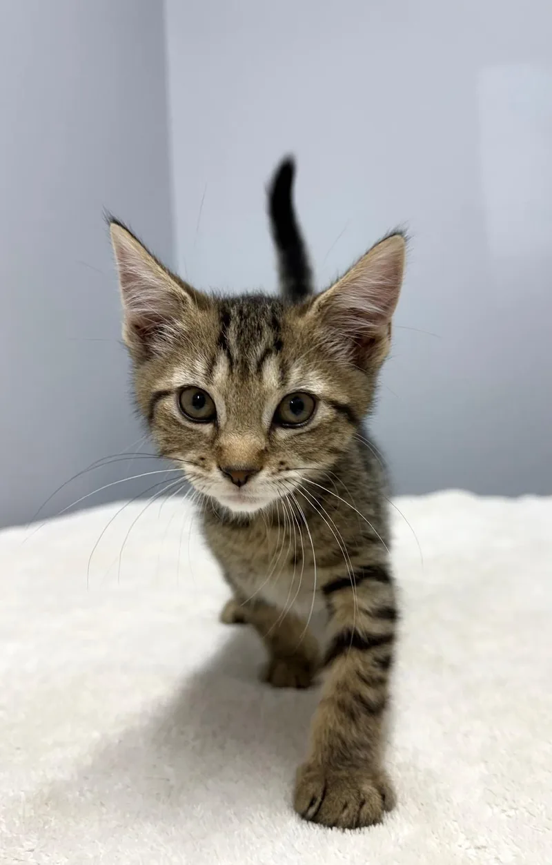 A baby medium-sized male Tabby (Gray / Blue / Silver) Domestic Short Hair cat named Thrasher for adoption in Mount Vernon, OH