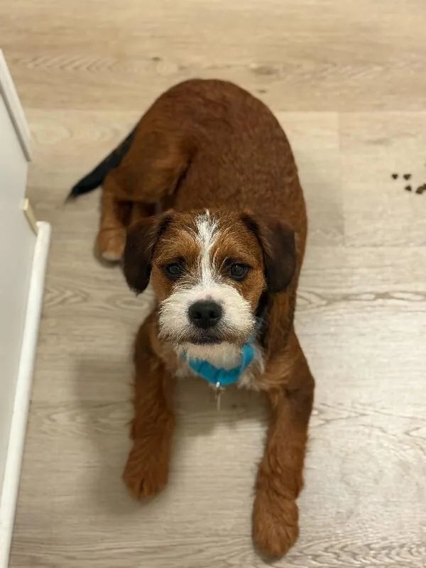 Chewy