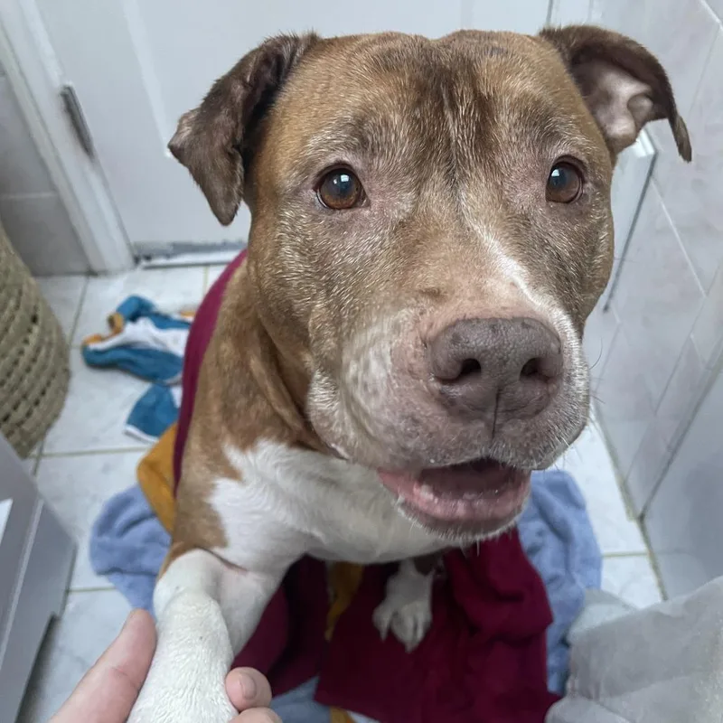 Gertrude thumbnail 2