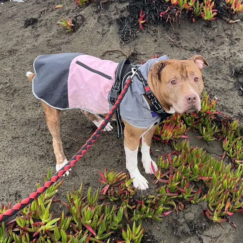 Gertrude thumbnail 3