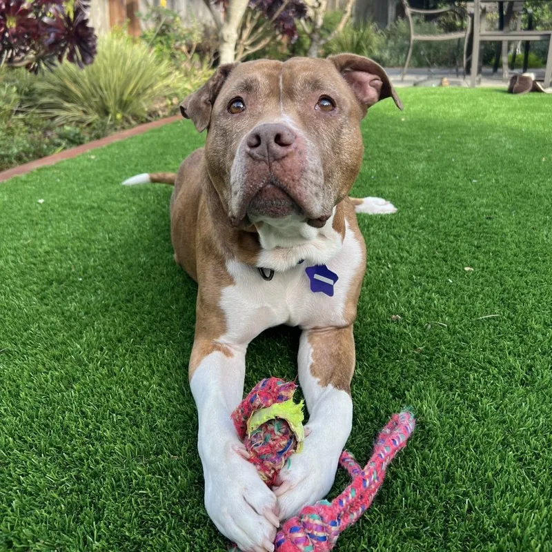 Gertrude thumbnail 4