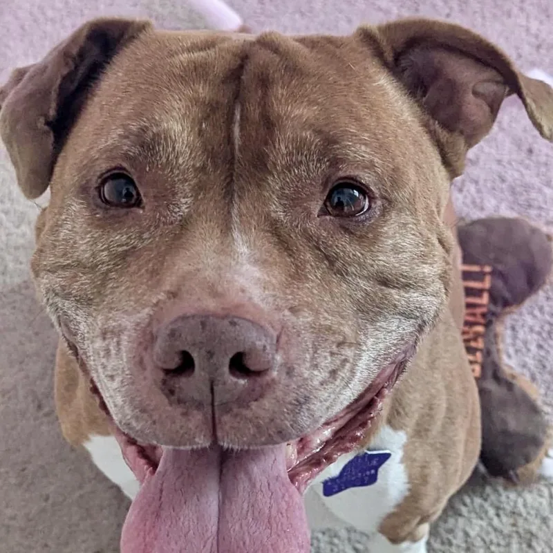 Gertrude thumbnail 5