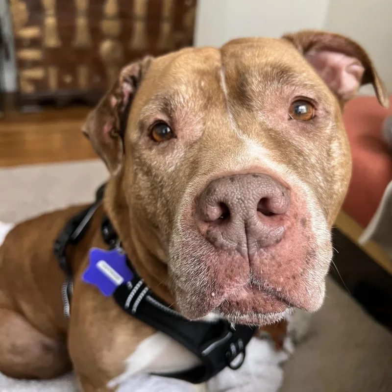 Gertrude thumbnail 6